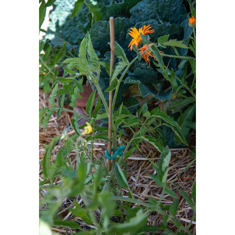 TwigsGA - Plant Stakes Sample Pack