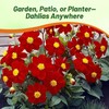 Outsidepride Mignon Red Dahlia Seeds for Planting - 1000 Pcs