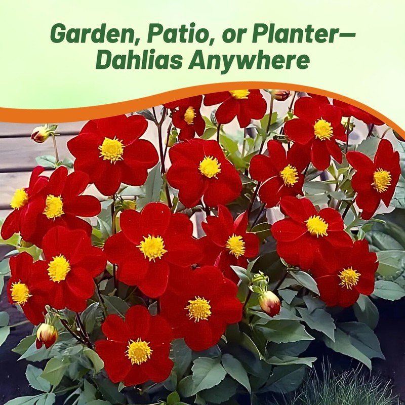 Outsidepride Mignon Red Dahlia Seeds for Planting - 1000 Pcs