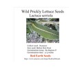 Wild Prickly Lettuce - Lactuca serriola 50 Seeds (Organically Grown)