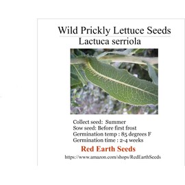 Wild Prickly Lettuce - Lactuca serriola 50 Seeds (Organically Grown)
