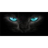 Blue Cat Eyes Photo License Plate