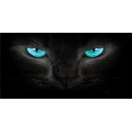 Blue Cat Eyes Photo License Plate