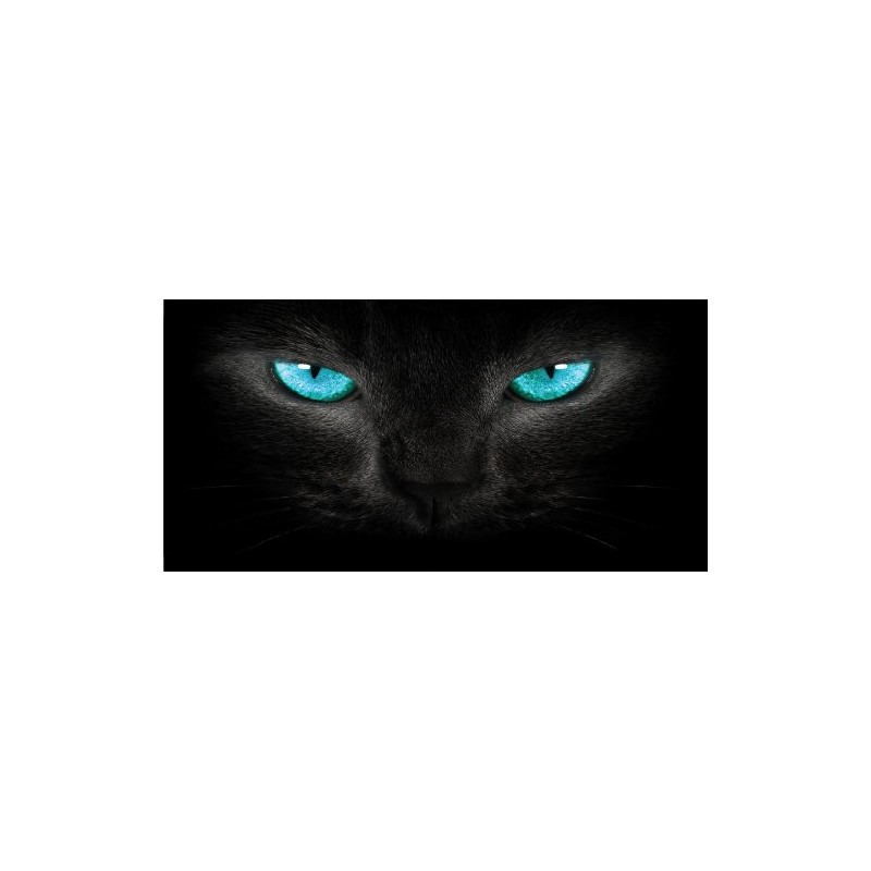 Blue Cat Eyes Photo License Plate