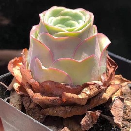 Greenovia aurea sp Amber, pink succulent, succulent, 10 seeds