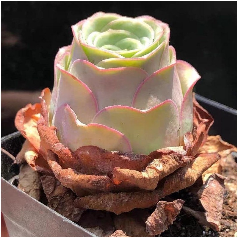 Greenovia aurea sp Amber, pink succulent, succulent, 10 seeds
