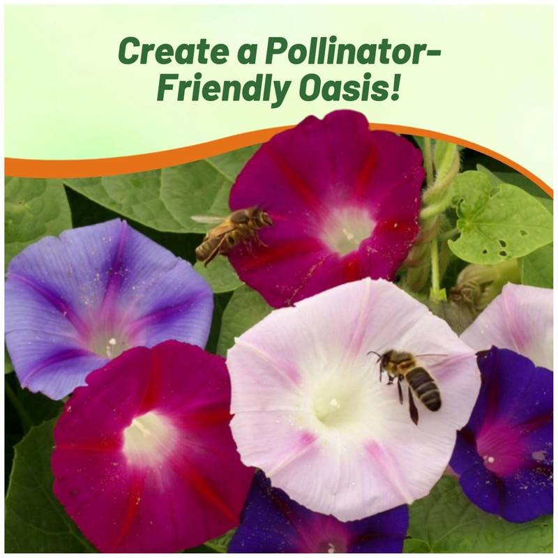 Outsidepride 500 Seeds Annual Ipomoea Purpurea Morning Glory Fieldgrown Climbing