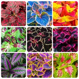 150+ Mix Rainbow Coleus Seeds for Planting - Beautiful Plant in Your Home Garden - Indoors or Outdoors - Attractive and Colorful Coleus Seeds