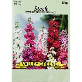 Set of Flower Seed Packets! Flower Seeds in Bulk - Great for Creating The Garden of Your Dreams! (50, Stock - Dwarf Ten Weeks)