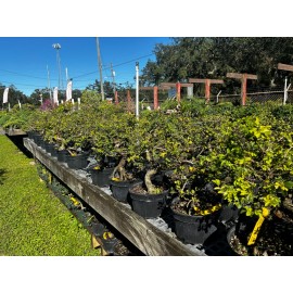Unbranded Chinese elm pre-bonsai - 9" to 11"
