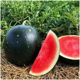 SEBIOLA 50pcs Moon & Stars Watermelon Seeds Melon Fruit Seeds Garden Non-GMO Heirloom Abundant Harvest, Unique Appearance