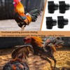 Qkxut Black Chicken Shoes for Gamefowl - 4 Pack navajas