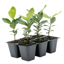3 Pineapple Guava (Feijoa) Trees | Live Saplings in 2.5-inch Nursery Cubes | Feijoa Sellowiana Variety | Drought-Tolerant Fruit-Bearing Trees and Shrubs | Tropical Ornamental Charm for Home and Garden