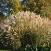 Outsidepride Miscanthus Grass - 1000 Seeds