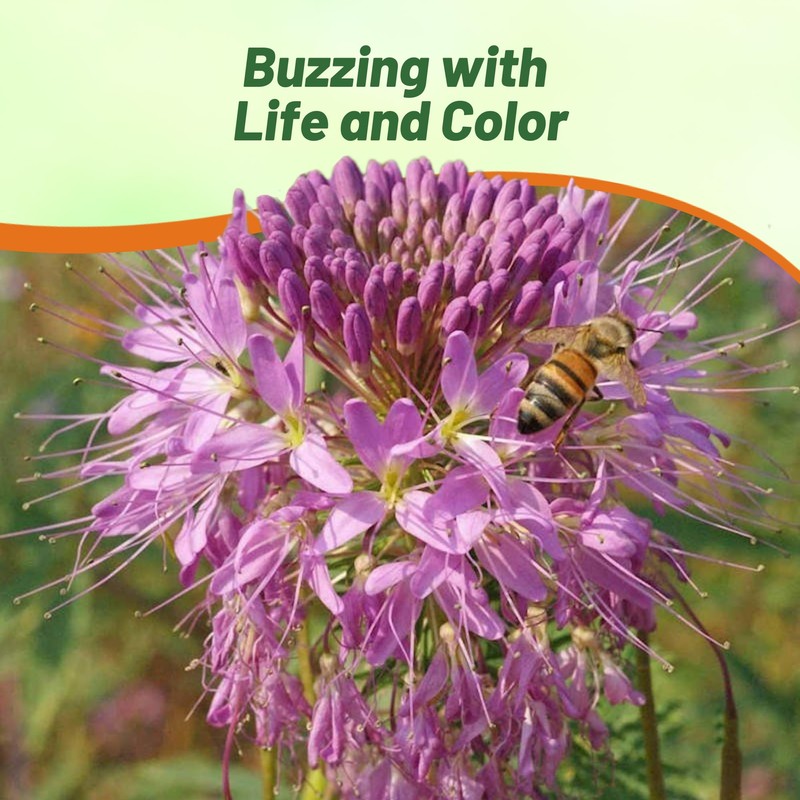 Outsidepride Serrulata Cleome Seeds - 1000 Pcs Annual Flower Seeds