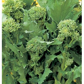 Salerno Seeds Broccoli Raab 60 Days CIMA Di Rapa Sessantina 10 Grams Made in Italy Italian Non-GMO