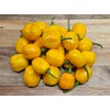 Aji Dulce Yellow Pepper Seeds 10+ Seeds