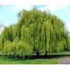 Weeping Willow Tree (Salix babylonica) - 3-4 Feet Tall -