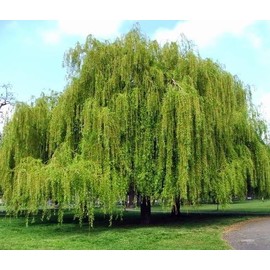Weeping Willow Tree (Salix babylonica) - 3-4 Feet Tall - (2.5 QT)