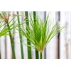 Nile Queen Papyrus | 3 Live Plants | Cyperus Shade