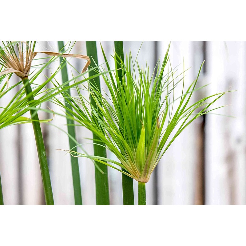 Nile Queen Papyrus | 3 Live Plants | Cyperus Shade