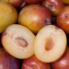 Tree Grenade Pluot scions/cutting