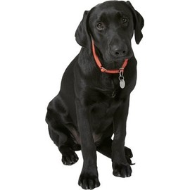 Black Lab Wall Decal Cutout