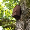 Outer Trails Japanese Cedar Bat House Habitat: Three Chambers, Weatherproof,