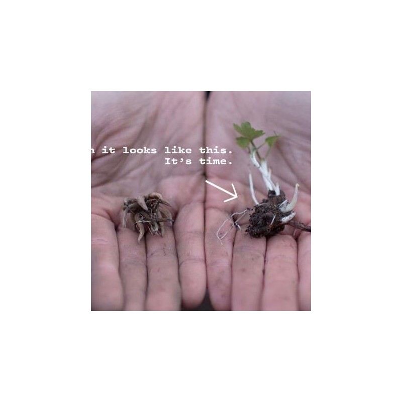 (10) LaBelle Champagne Ranunculus Corms Bulbs Tubers Spring Garden Flowers