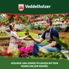 Veddelholzer 1000 ml Premium Cold Pressed 100% Natural Neem Oil
