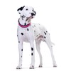 HUNTER Neoprene Vario Plus Dog Collar Nylon with Neoprene Padded