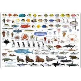 The Access Aquarium Popular English Version ajiki