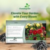 Outsidepride Opera Mix Dahlia Seeds for Planting - 400 Pcs