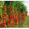 KIRA SEEDS - Vine Tomato - Giant - Heirloom Vegetable