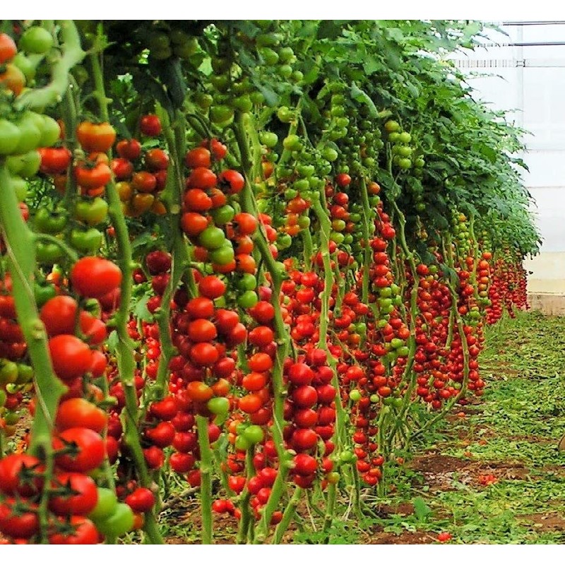 KIRA SEEDS - Vine Tomato - Giant - Heirloom Vegetable