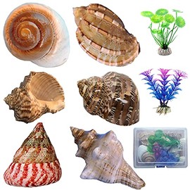 Ylisa Hermit Crab Shells Medium Large XLarge Growth Turbo Seashells Artificial Plants Decoration Supplies Openning Size 1"-2" Hermit Crab Supplies