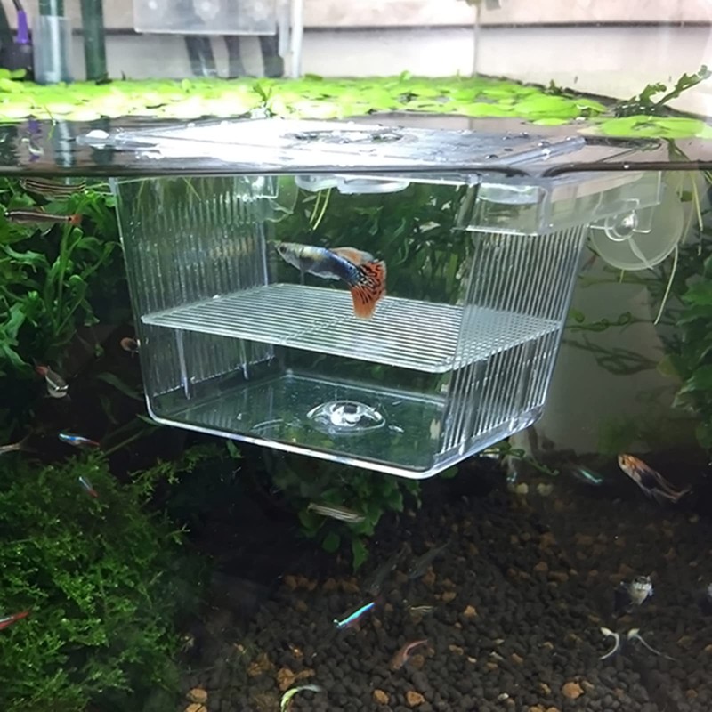 Breeding Isolation Case, Clear, Multi-functional, Fry Isolation, Breeding Protection, Spawning,