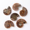 ANCLLO Ammonite Fossil Snail Specimen, Ammonite Fossil Specimen Shell Natural