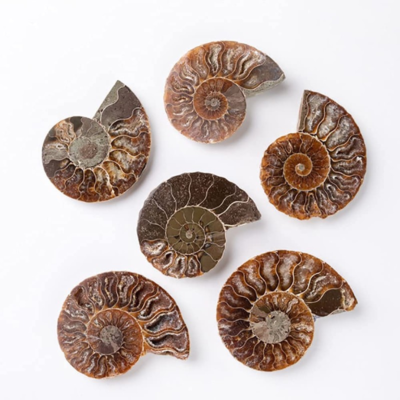 ANCLLO Ammonite Fossil Snail Specimen, Ammonite Fossil Specimen Shell Natural
