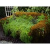 Live Sheet Moss Starter Kit