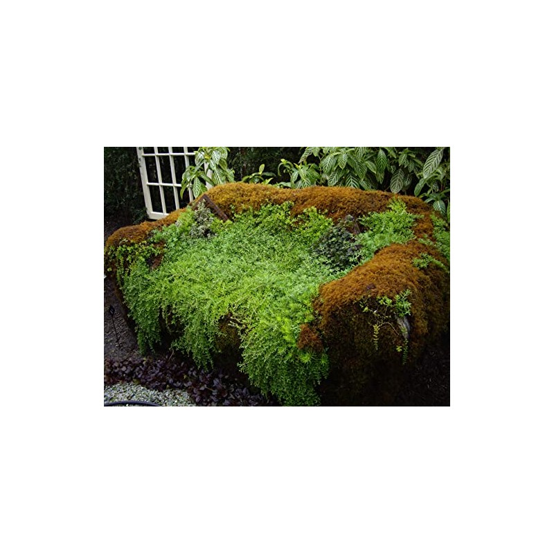 Live Sheet Moss Starter Kit