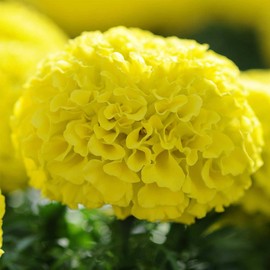 African Marigold Flower Garden Seeds - Taishan Series F1 - Yellow - 100 Seeds - Annual Flower Gardening Seeds - Tagetes erecta