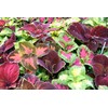 400+ Coleus Seeds- Rainbow Mix- 90% Germ.