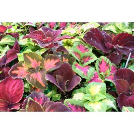 400+ Coleus Seeds- Rainbow Mix- 90% Germ.