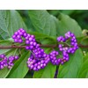 Bonsai Beauty Berry - Callicarpa Americana - 20 Seeds -