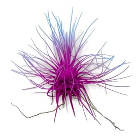 Thin Colored Air Plant, Live Tillandsia House Plant, Easy Care Indoor Outdoor, Great Gift, Healthy Arrival Guaranteed, (Rainbow #2)