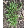 Blue Eye Grass Wild Flower Plants Qty 2 ( Sisyrinchium