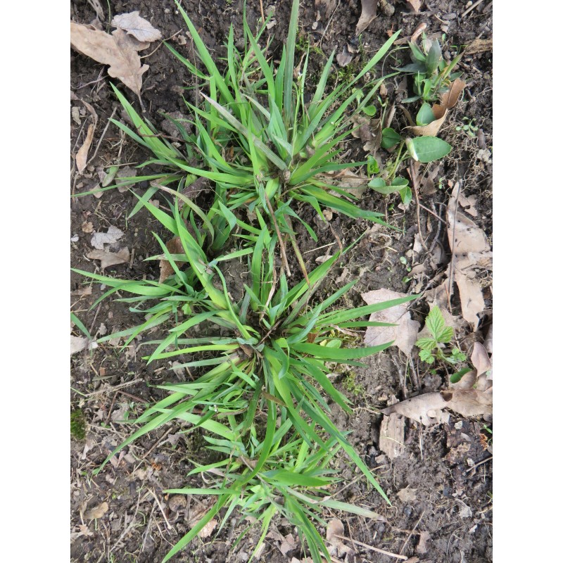 Blue Eye Grass Wild Flower Plants Qty 2 ( Sisyrinchium