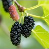Mulberry 25 Mulberry SEEDS Morus Rubra TX USA Fruit Tree