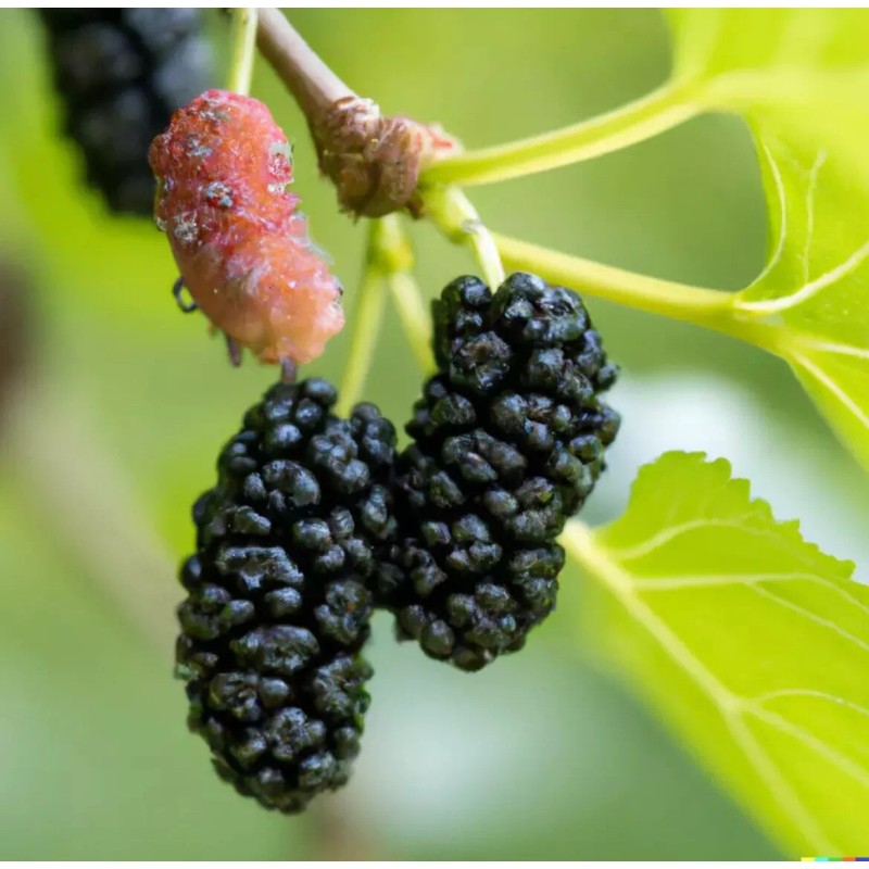 Mulberry 25 Mulberry SEEDS Morus Rubra TX USA Fruit Tree